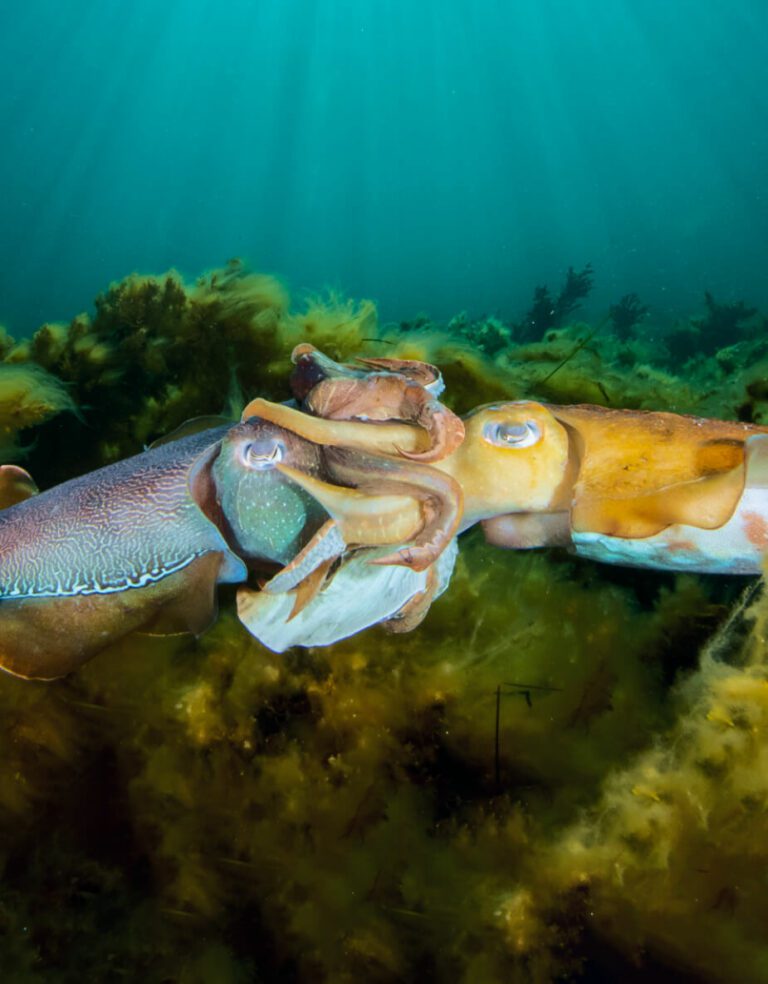 Diving in SA Adelaide Scuba